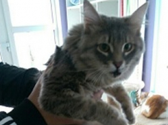 В Волжском спасают котика, выброшенного из окна многоэтажки