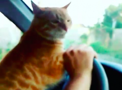 Рыжего котэ хозяева заставили вести автомобиль в Волжском