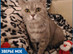 Статья «Блокнота Волжского» о ветвраче помогла мне сберечь здоровье кошки, - волжанка Екатерина Чопорова