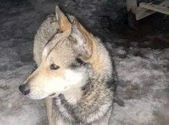 В Волжском ищут хромого пса с волчьим окрасом