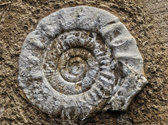 В Волжском откроют выставку, посвященную океану Тетис