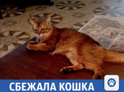 Волжан просят помочь в поисках любимой кошечки