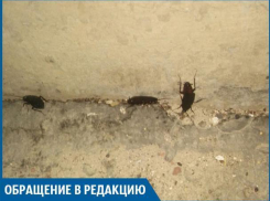 Трехсантиметровые тараканы плодятся в жилых домах Волжского