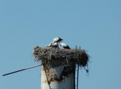 Редкие белые аисты обзавелись потомством в Волгоградской области
