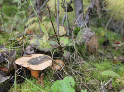 В Волгоградской области состоялся пятый чемпионат по «тихой охоте»