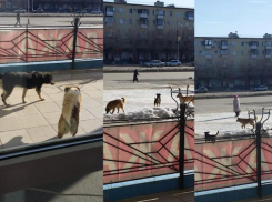 Волжане напуганы большой стаей собак в центре города