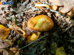 Волжане начали поиски грибов: как не отравиться 