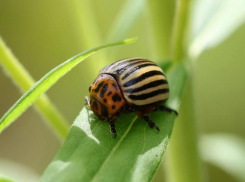 Колорадский жук из семейства жуков-листоедов впал в спячку в окрестностях Волжского 