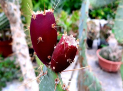 В ботсаду попробовали на вкус кактусы