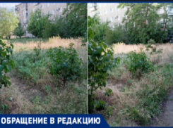 «Ждем, когда кто-нибудь подожжет»: жители 30-го микрорайона Волжского жалуются на «джунгли» у дома и клещей на детях