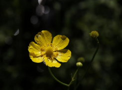 Не поникли лютики: популяцию цветка нашли на озере Проклятом под Волжским