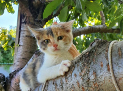 Остались без мамы: в Волжском котята ищут дом