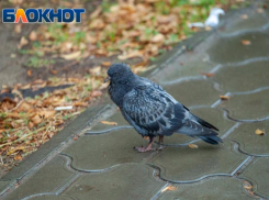 В день рождения куриного окорочка стоит надеть резиновые сапоги