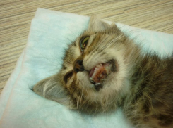 В Волжском котенку оторвали губу и подкинули к ветклинике