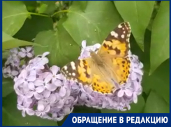 «Волжане удивлены нашествием красивых бабочек на сирени», - волжанин