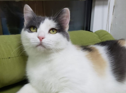 Трехцветная красавица с зелеными глазами ищет семью в Волжском