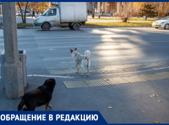 Стая агрессивных собак проживает у отдела полиции в Волжском: видео