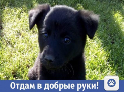 Ласковые щенки ищут добрых хозяев в Волжском