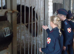 Дети смогли пообщаться со служебными животными