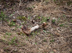 Нарушения в захоронении животных завершились штрафом от Россельхознадзора