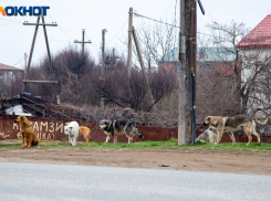 В Волжском выделят более 19 миллионов рублей на отлов бродячих собак