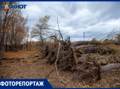 Что осталось от Волга-Ахтубинской поймы на месте строительства трассы под Волжским