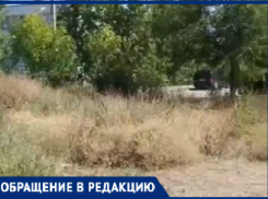 «Липы не поливаются»: в Волжском господствуют заросли и засыхающие деревья