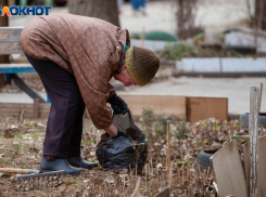 Волжанам рассказали, как правильно «подкармливать» овощи во время цветения
