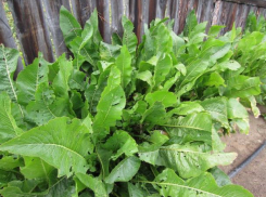 Хрен обыкновенный обладает лекарственными свойствами