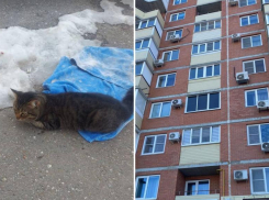 «Слабый и плохой человек»: волжане осудили соседа, выкинувшего из окна кота