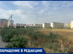 Волжский тонет в траве и смраде: жители жалуются на заброшенное поле с трупами животных