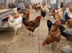 Птицефабрику «Волжская» через суд обяжут прекратить травить волжан