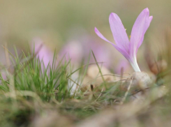 Волжский готовится к появлению первоцветов