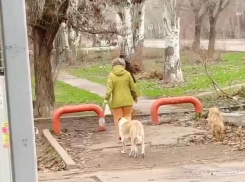 «Собаки стаей кидаются на детей»: жители Волжского пожаловались на выгул без поводков