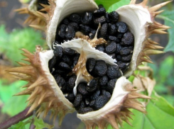 Двое школьников из Волгоградой области попали в больницу из-за отравления семенами дурмана