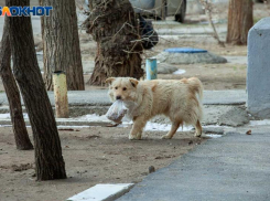 Более 65% опрошенных волжан подвергались нападению бездомных собак