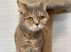 Хмурая, но очень ласковая красавица ищет дом в Волжском 