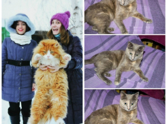 Гигантский котопёс, трёхцветная Принцесса и шахматный пирог