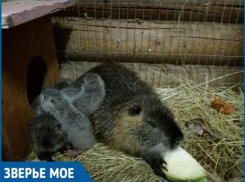 Нутрия из волжского зоопарка стала многодетной мамой