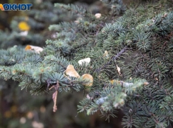 Прохладный и дождливый вторник прогнозируют в Волжском