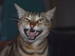 Случай бешенства у домашнего кота выявили в Волжском