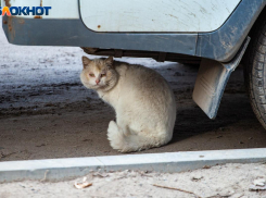 В Волгоградской области введен карантин из-за нападения бешенного кота на женщину