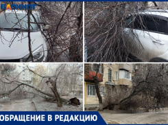 В Волжских дворах падают деревья: жалобы жителей