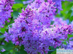 В Волжский из Москвы привезли 60 сортов сирени