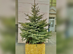 В Волжском начали устанавливать эко-елки: появились новая традиция