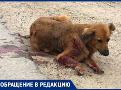 «Собака как решето»: волжанка спасает животное после обстрела в упор