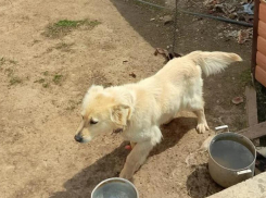 Беда на дачах «Цветущий сад» в Волжском: брошенная собака ищет дом