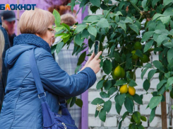 В Волжском началась тропическая зима: зацвели орхидеи и цитрусовые