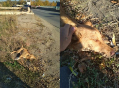 Волжане спасли сбитую собаку на острове Зеленый