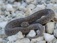 Ядовитое соседство: степную гадюку можно встретить в окрестностях Волжского 